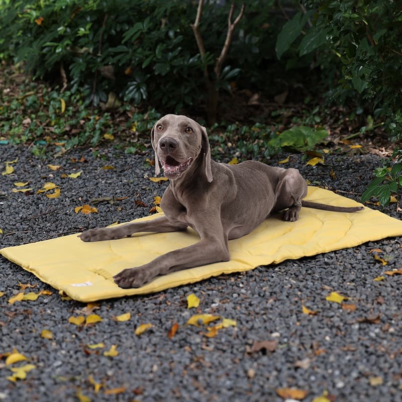 ペットマット 犬用 贅沢仕立ての癒やしマット